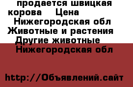 продается швицкая корова  › Цена ­ 150 000 - Нижегородская обл. Животные и растения » Другие животные   . Нижегородская обл.